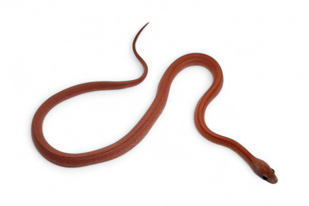 Pantherophis guttatus, hypo. bloodred stripe