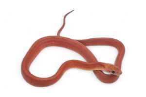 Pantherophis guttatus,...