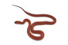 Pantherophis guttatus, bloodred stripe