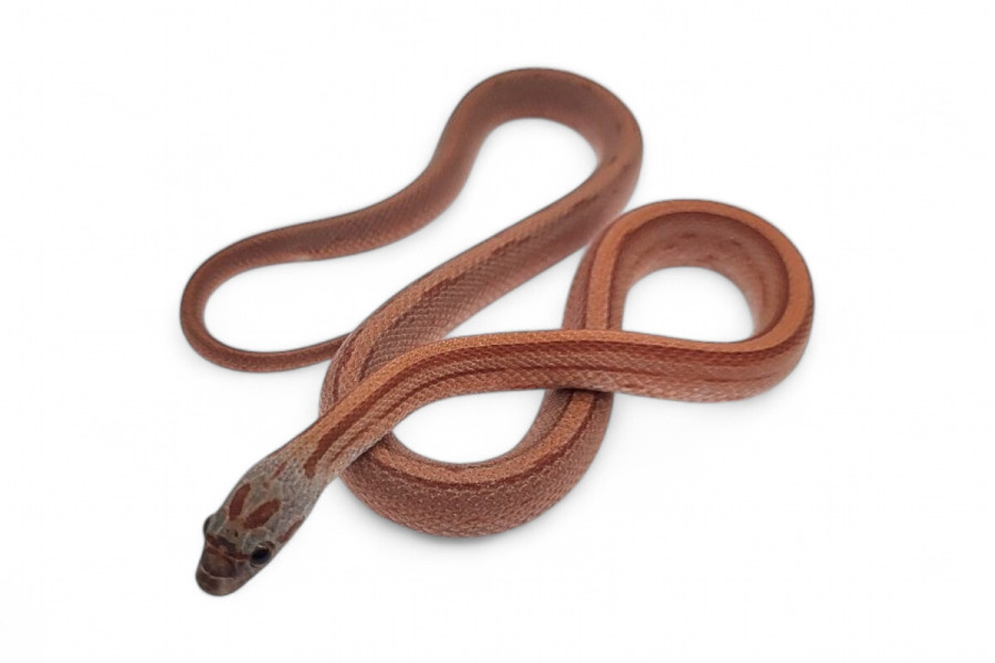 Pantherophis guttatus, bloodred stripe