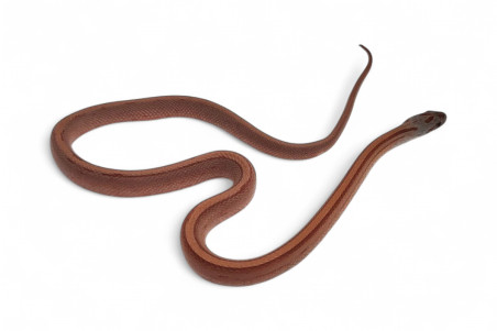 Pantherophis guttatus, bloodred stripe