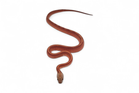 Pantherophis guttatus, bloodred piedside motley