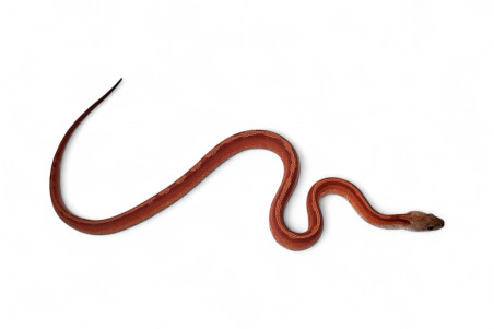 Pantherophis guttatus, bloodred piedside motley