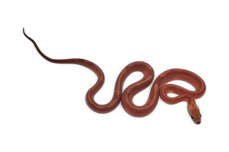 Pantherophis guttatus, bloodred piedside motley