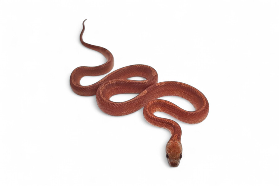Pantherophis guttatus, bloodred piedside motley
