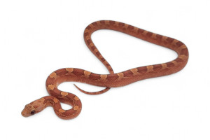 Pantherophis guttatus,...