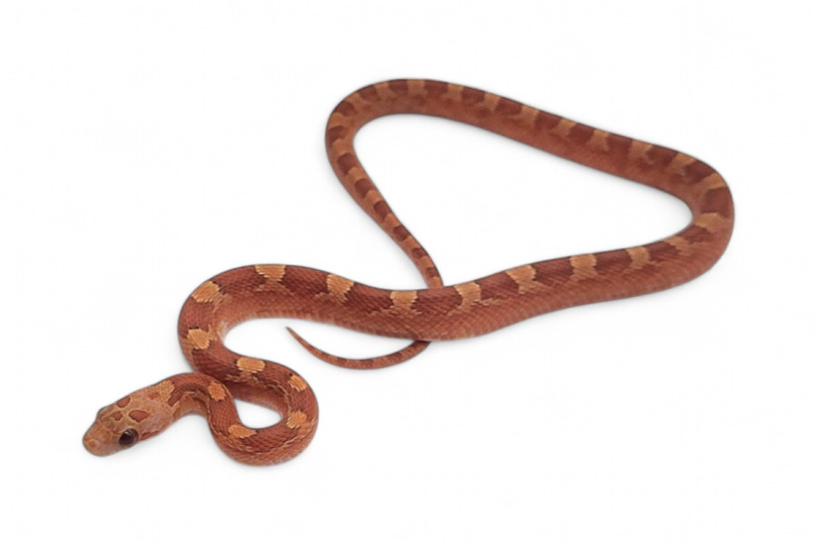 Pantherophis guttatus, bloodred hypo piedside