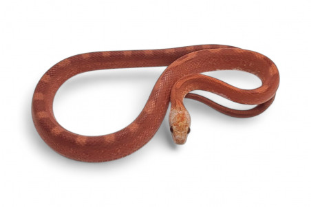 Pantherophis guttatus, bloodred piedside