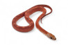 Pantherophis guttatus, bloodred piedside