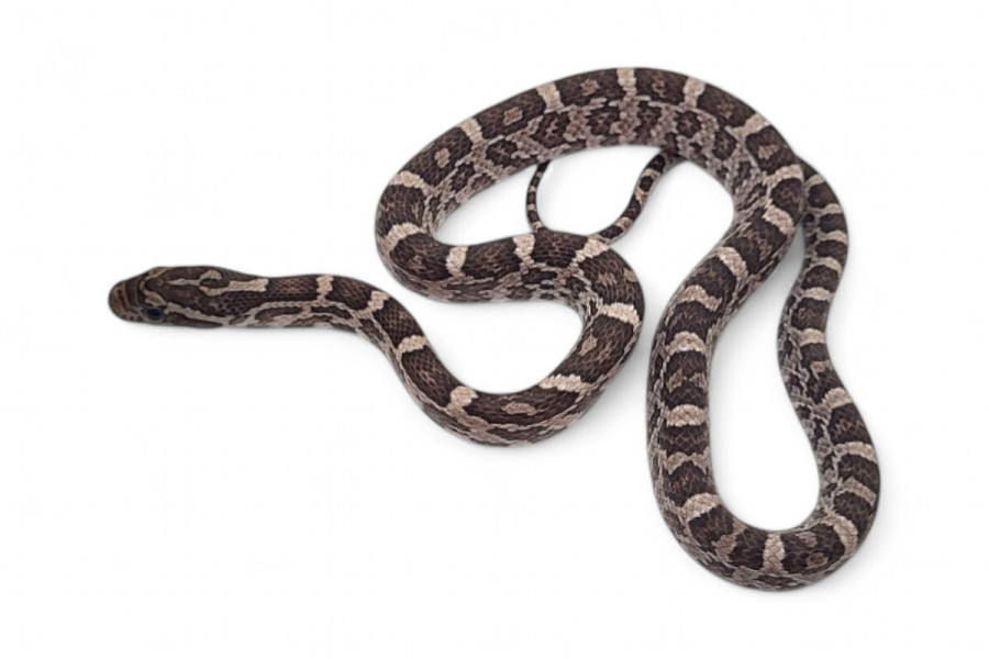 Pantherophis guttatus, anery