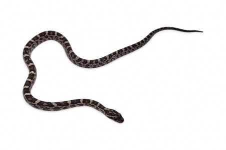 Pantherophis guttatus, anery