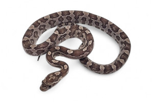 Pantherophis guttatus, anery