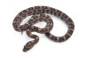 Pantherophis guttatus, anery