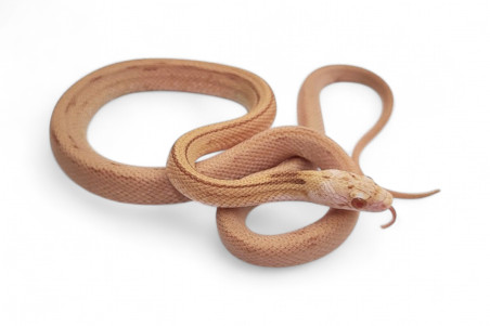 Pantherophis guttatus, butter bloodred stripe