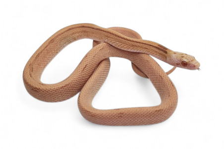 Pantherophis guttatus, butter bloodred stripe