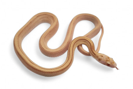 Pantherophis guttatus, butter bloodred stripe