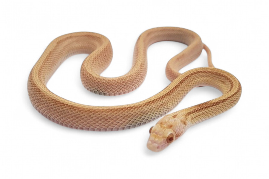 Pantherophis guttatus, butter bloodred stripe