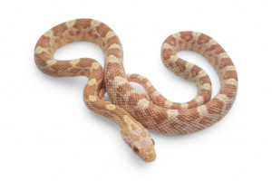 Pantherophis guttatus...