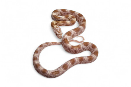 Pantherophis guttatus, butter sunkissed