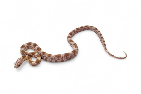 Pantherophis guttatus, butter sunkissed