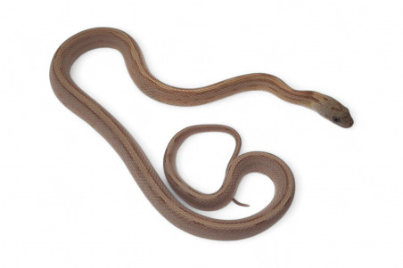 Pantherophis guttatus, caramel bloored stripe