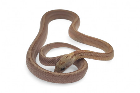 Pantherophis guttatus, caramel bloored stripe