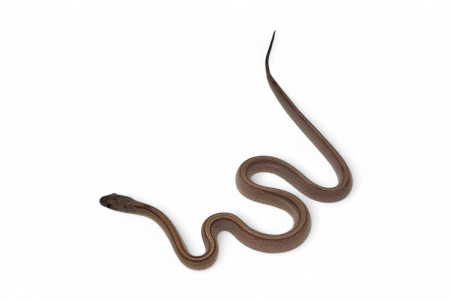 Pantherophis guttatus, caramel bloored stripe