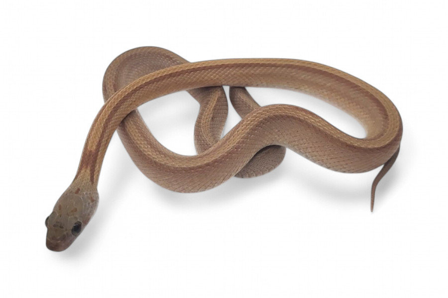 Pantherophis guttatus, caramel bloored stripe