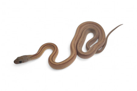 Pantherophis guttatus, caramel bloored stripe