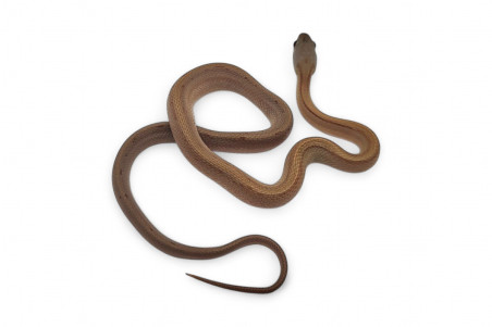 Pantherophis guttatus, caramel bloored stripe