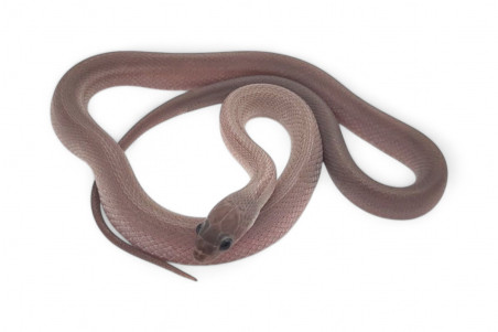 Pantherophis guttatus, charcoal bloored stripe