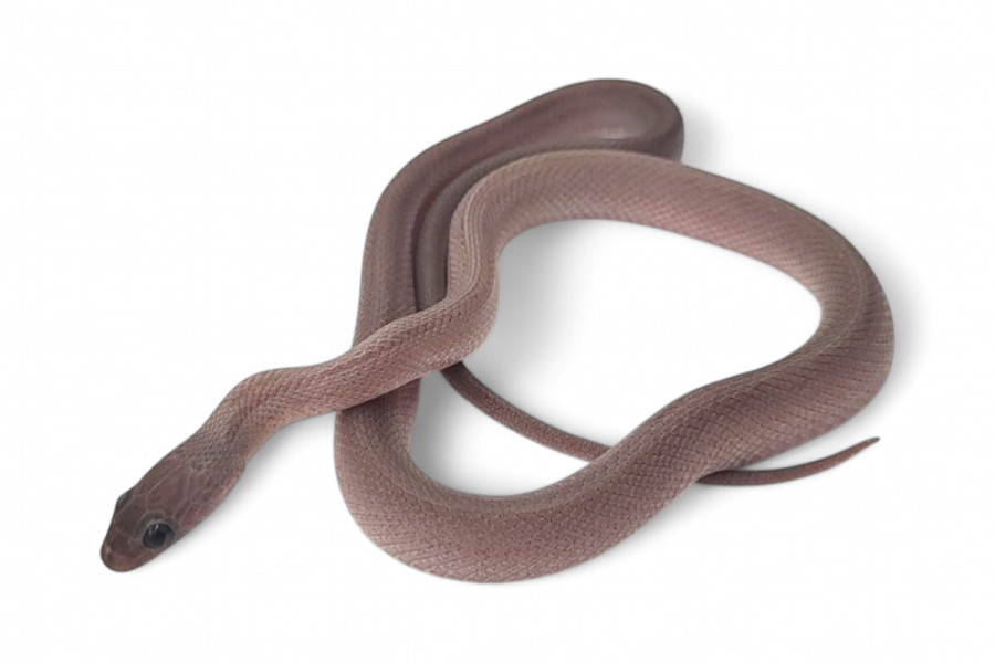 Pantherophis guttatus, charcoal bloored stripe