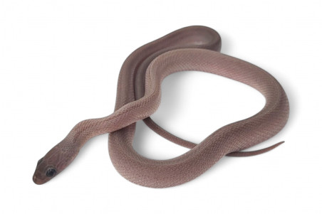 Pantherophis guttatus, charcoal bloored stripe