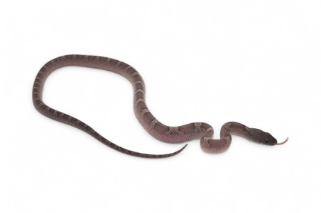 Pantherophis guttatus, cinder bloodred