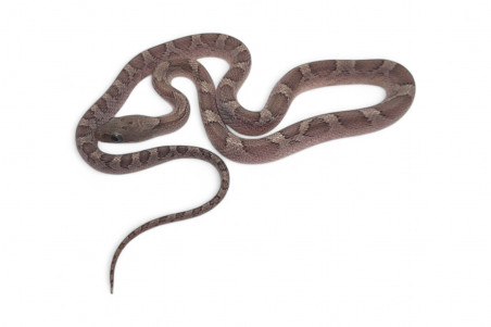 Pantherophis guttatus, cinder bloodred