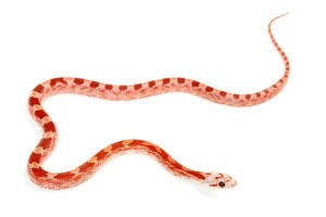 Pantherophis guttatus, bloodred hypo.