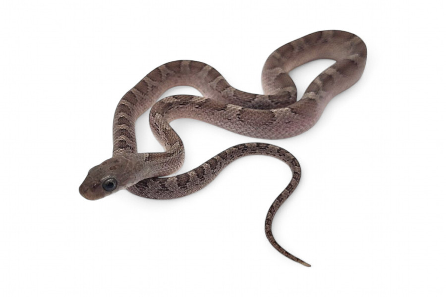 Pantherophis guttatus, cinder bloodred
