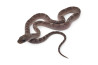Pantherophis guttatus, cinder bloodred