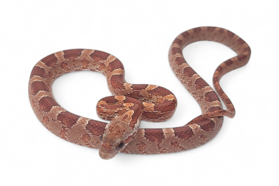 Pantherophis guttatus, diffused