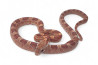 Pantherophis guttatus, diffused