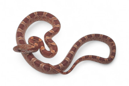 Pantherophis guttatus, diffused