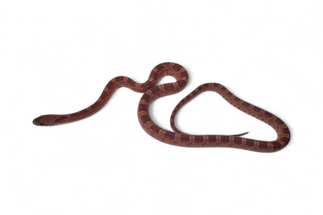Pantherophis guttatus, diffused