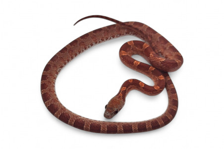 Pantherophis guttatus, diffused