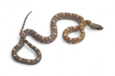 Pantherophis guttatus, honey