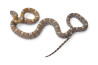 Pantherophis guttatus, honey