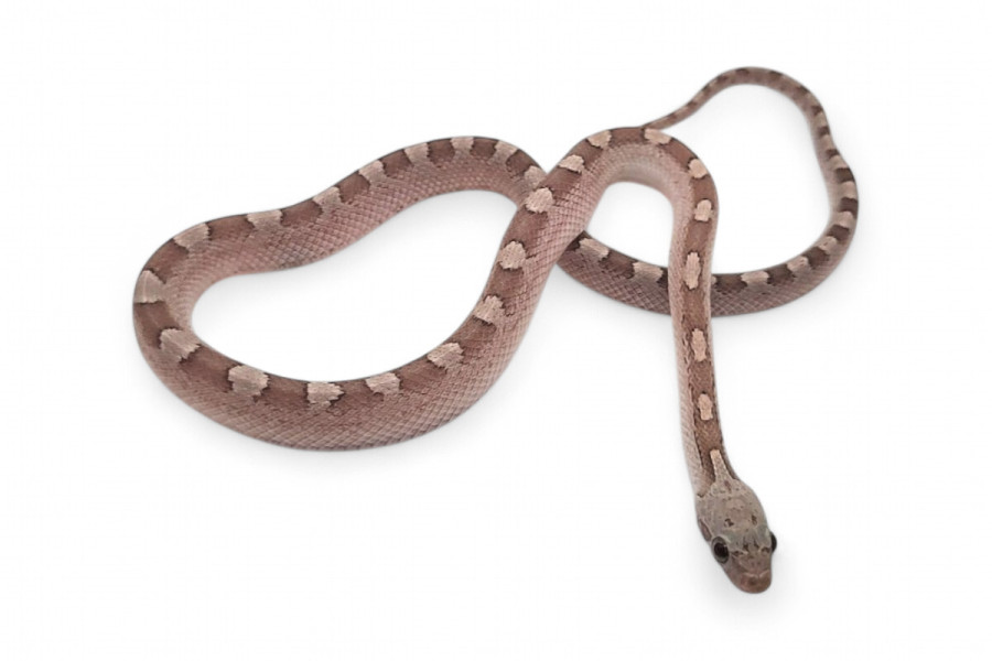 Pantherophis guttatus, ghost motley bloodred