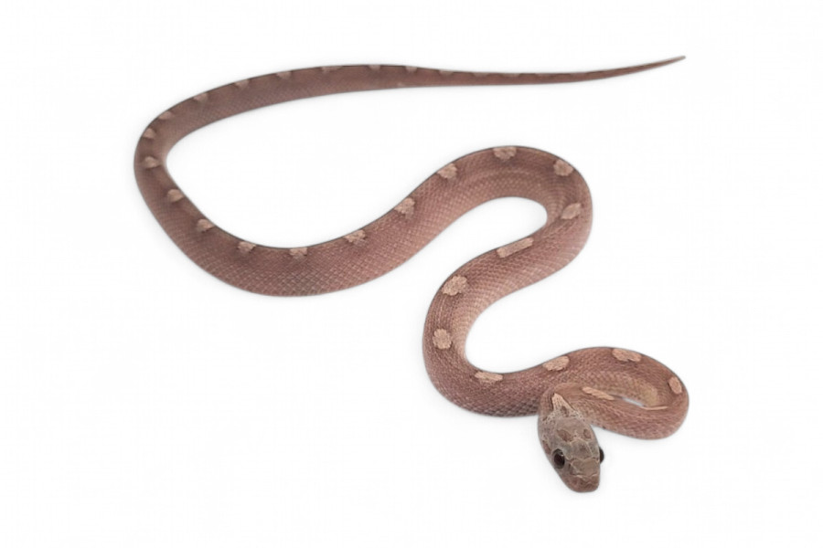 Pantherophis guttatus, ghost motley bloodred