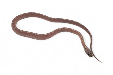 Pantherophis guttatus, ghost motley bloodred