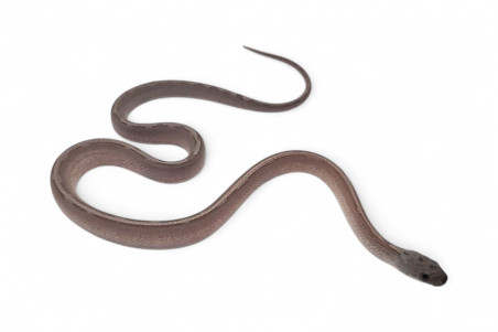 Pantherophis guttatus, granite motley