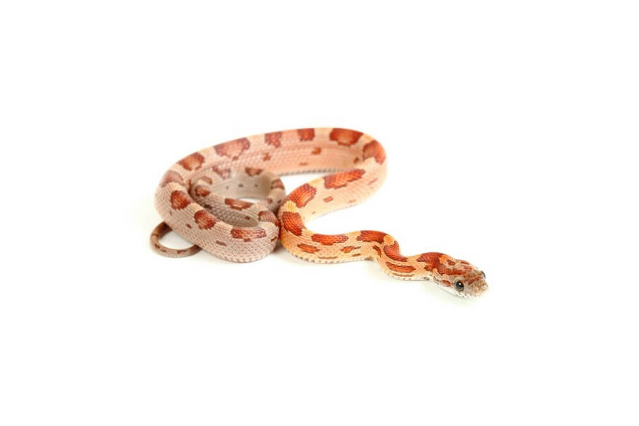 Pantherophis guttatus, bloodred motley